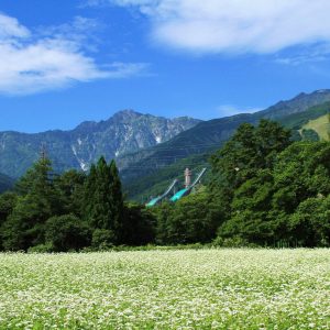 【9月】真っ白な蕎麦畑と五竜岳