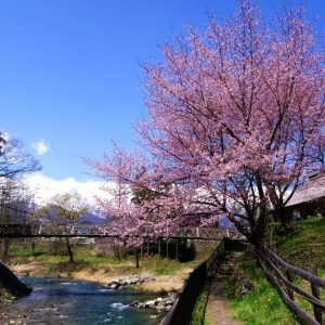 【4月】大出の吊橋と桜