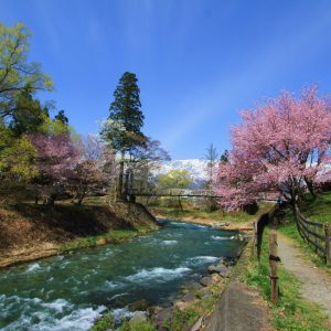 【4月】大出の吊橋と桜