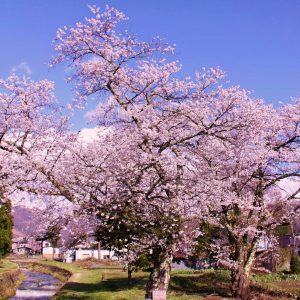 【4月】満開の八方口の桜