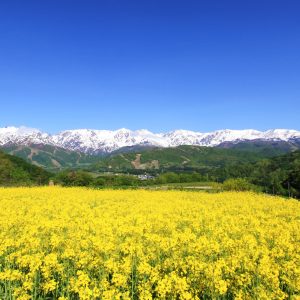 【5月】残雪の北アルプスと菜の花畑