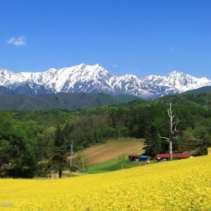 【5月】大町中山高原の菜の花と北アルプス