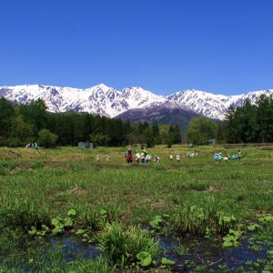 【6月】残雪の北アルプスと長閑な田園風景