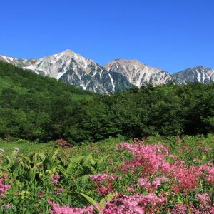 【7月】白馬三山と花咲く高山植物